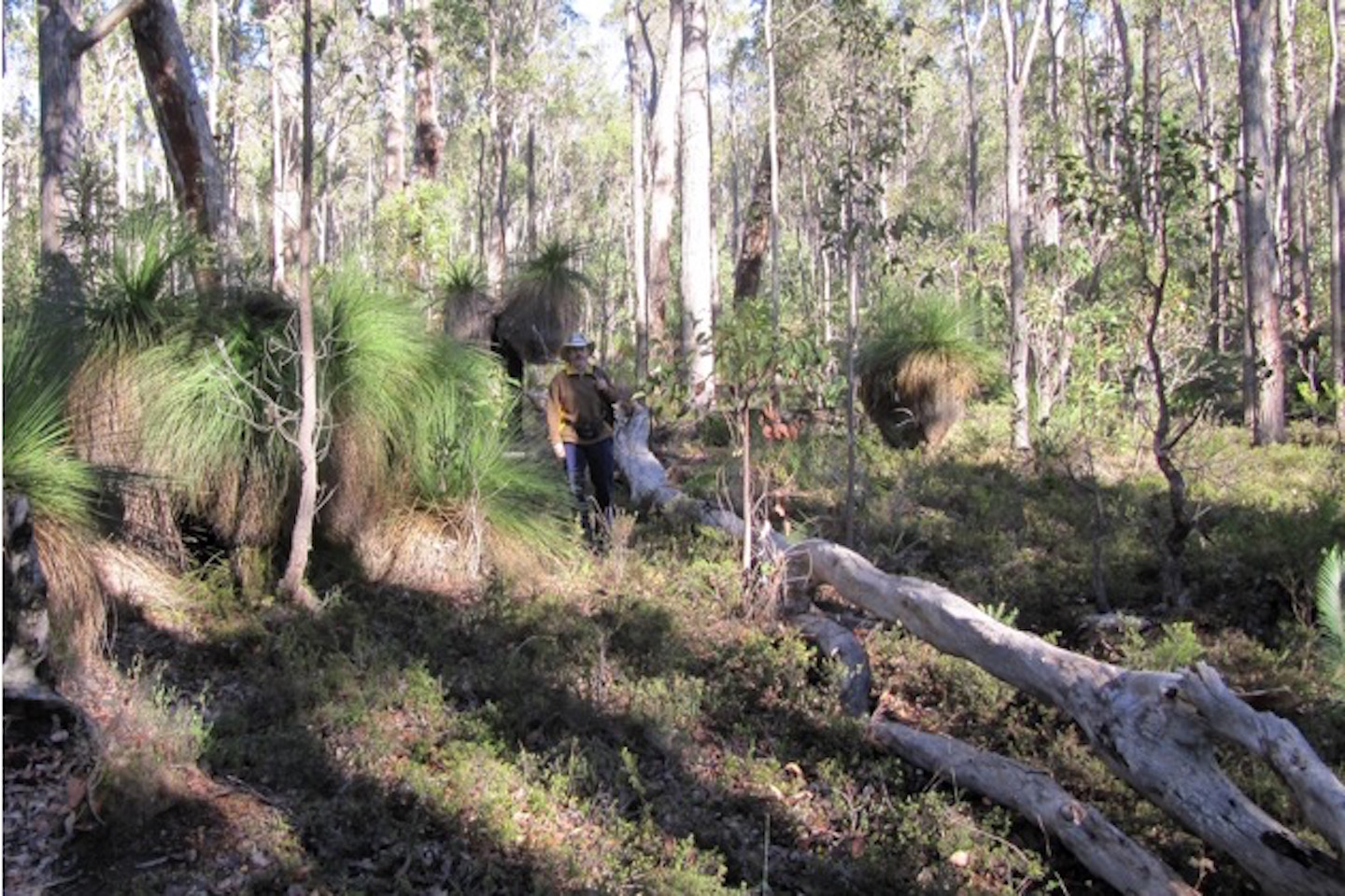 Metalicity gets a sniff of lithium near Greenbushes