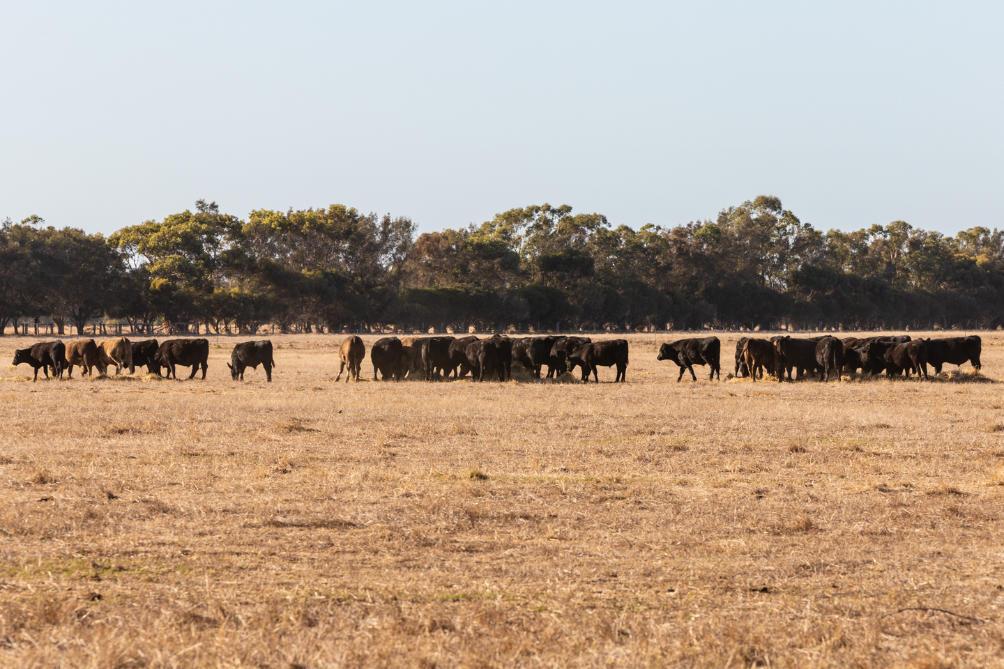 Forrests’ agribusiness profits surge