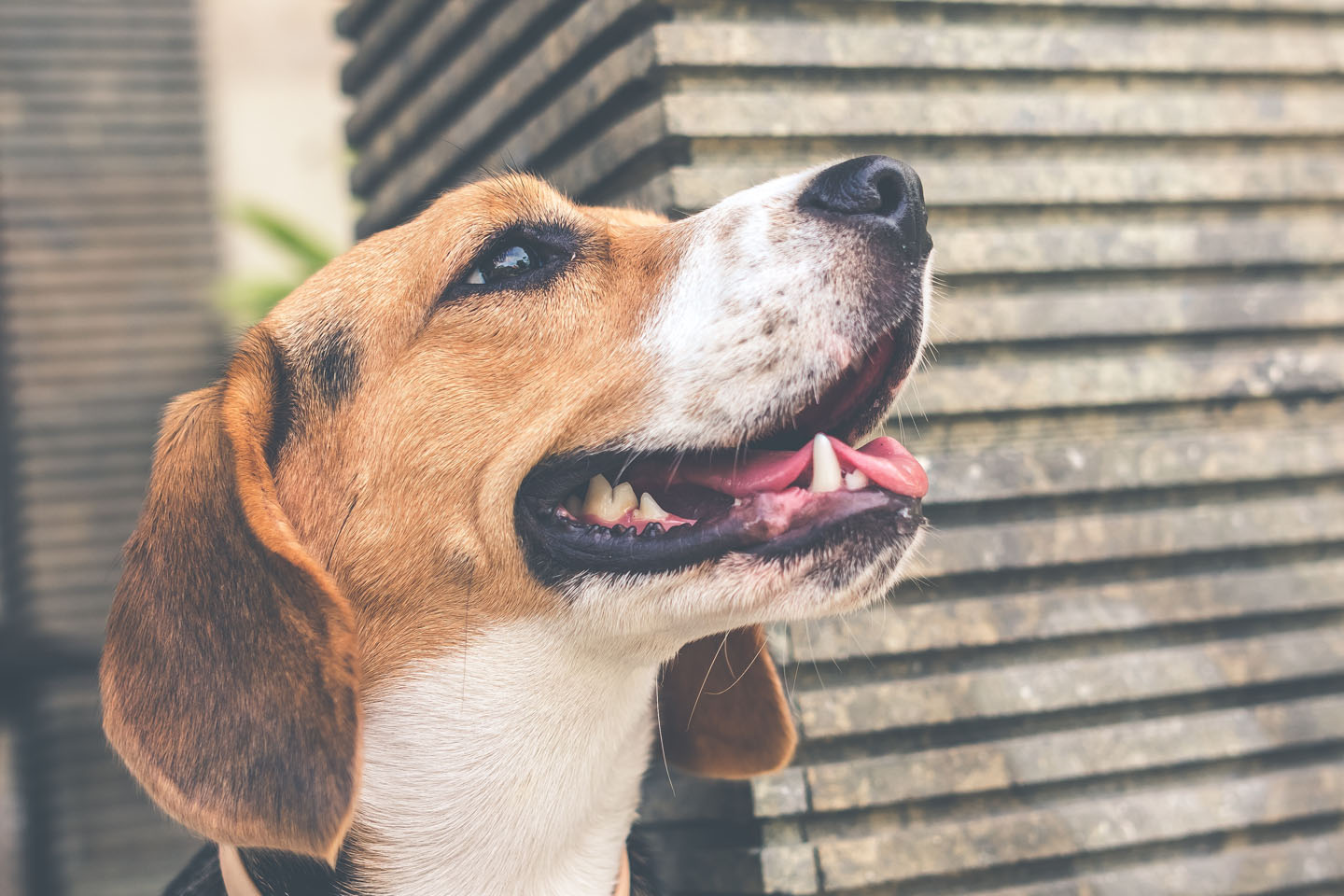 PharmAust cancer drug trials making good progress