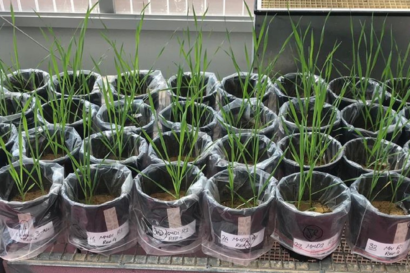 Lithium Australia to produce fertiliser supplements from spent batteries