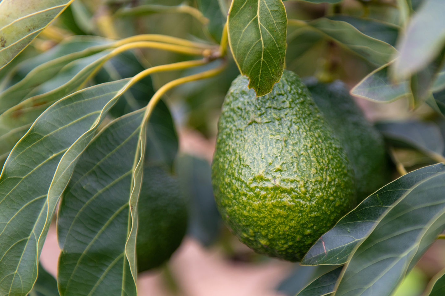 Alterra raises $1.7 million for horticultural projects