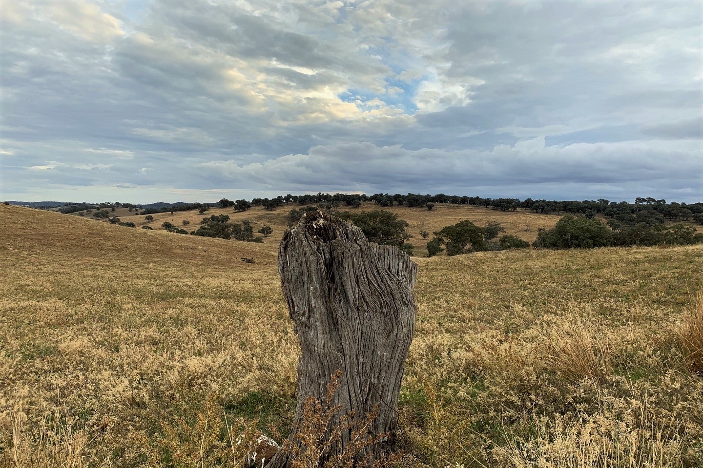 Godolphin discovers gold-copper porphyry system in Lachlan