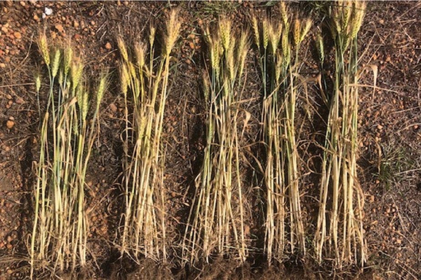 Lithium Australia battery waste fertiliser on track