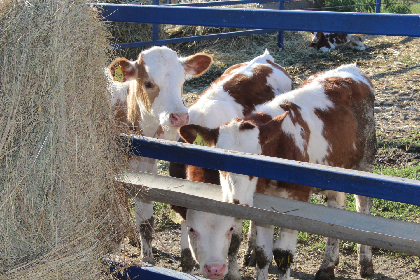 Role for livestock in emissions fight