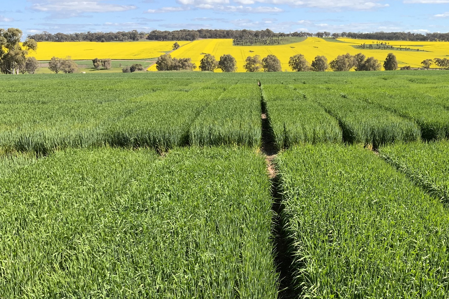 Slow start to expected record harvest