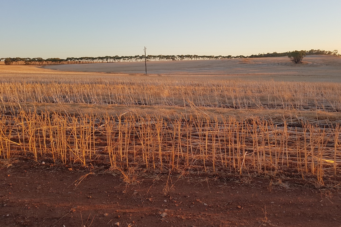 Record-breaking harvest reaches 24mt