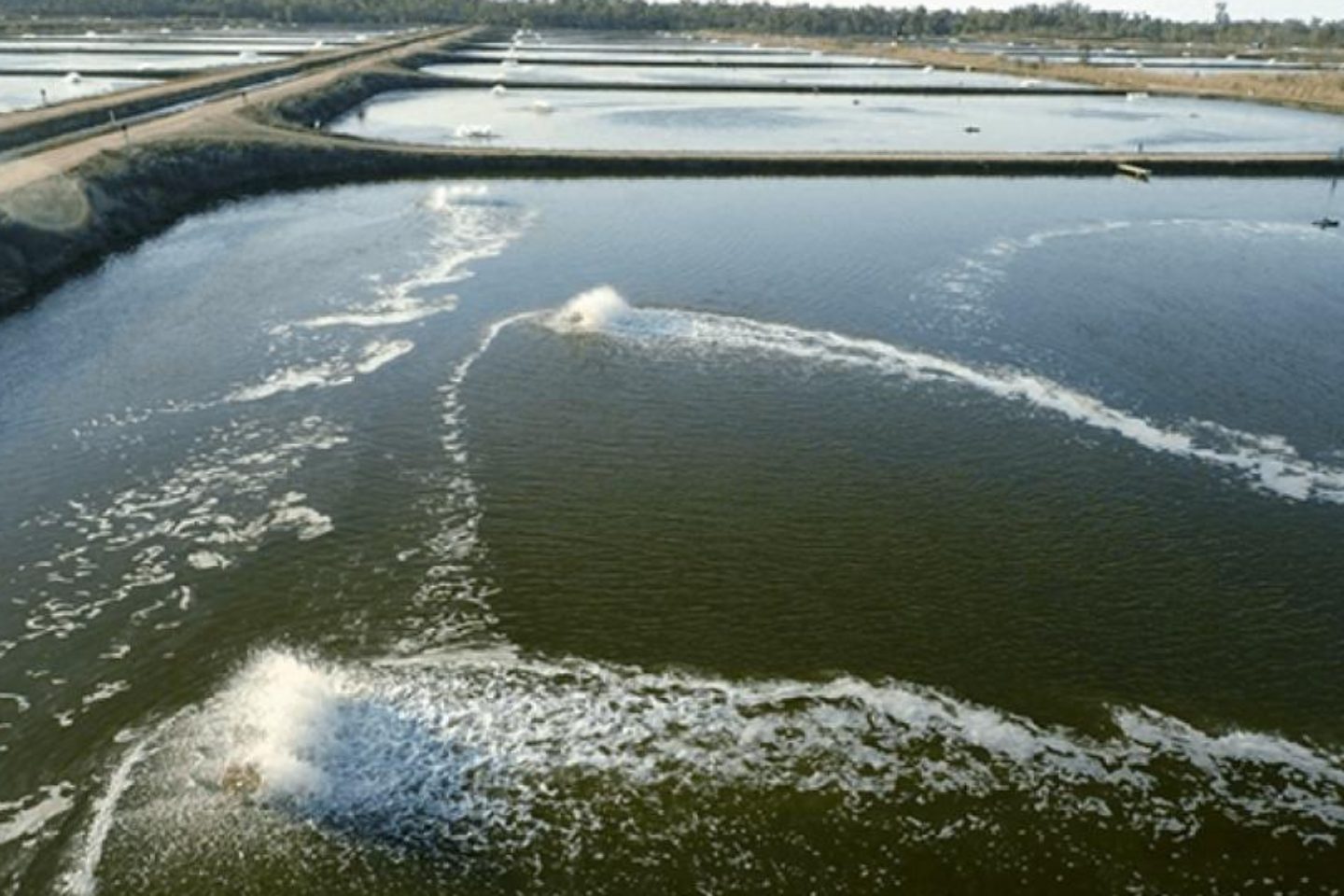 Seafarms says business not for sale