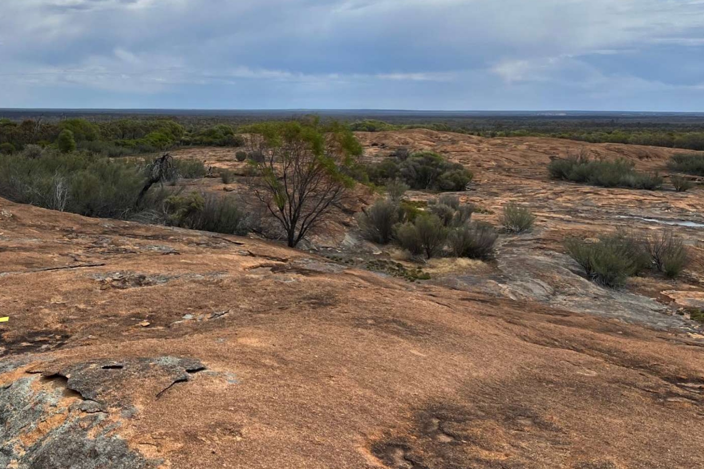 Venus eyes drill campaign after positive rare earth samples