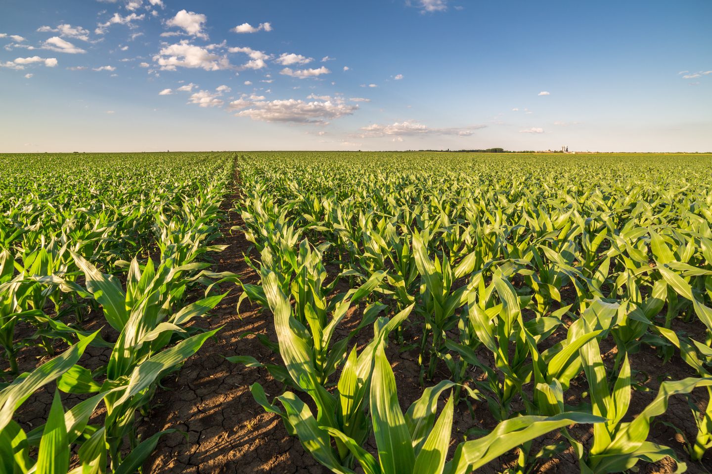 Local farmers to feel EU effects