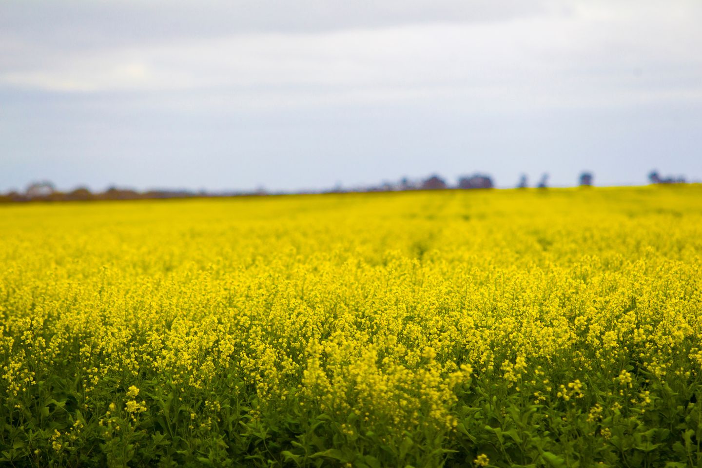 Canola crop