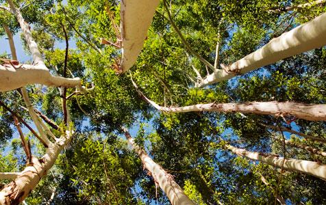 Action launched against tree lopper