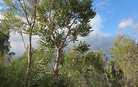 EPA knocks back Armadale road proposal