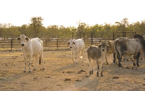 Big players take the soft option