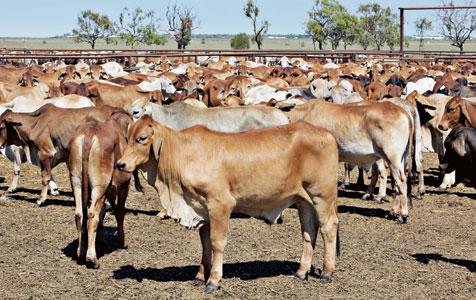 China in $3bn agricultural investment