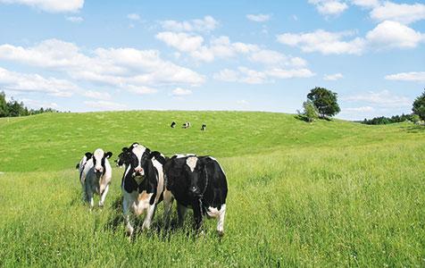 Dairy monopoly  'won't work'