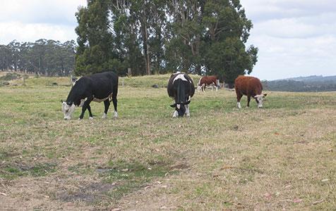 Ag sector needs investment, rationalisation