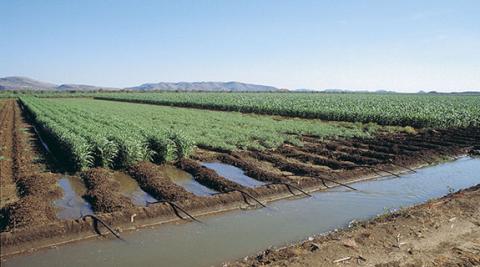 Bidders line up for Ord land