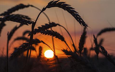 Grain in good shape: Bankwest