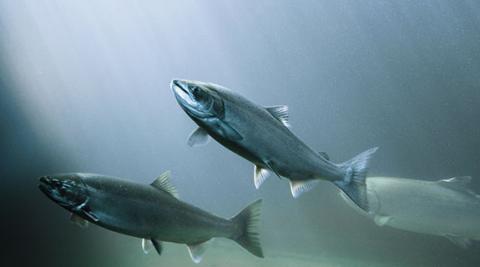 Surge of interest in agriculture