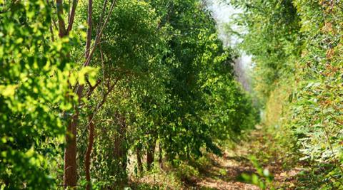 TFS receives plantation investment