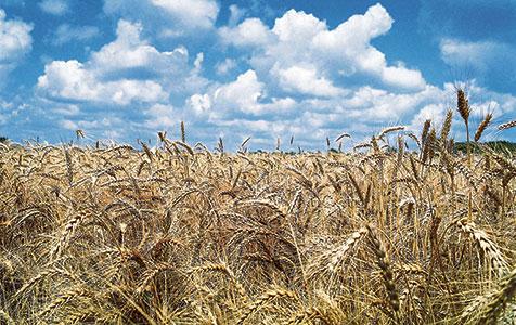 Food exports may leave bitter aftertaste