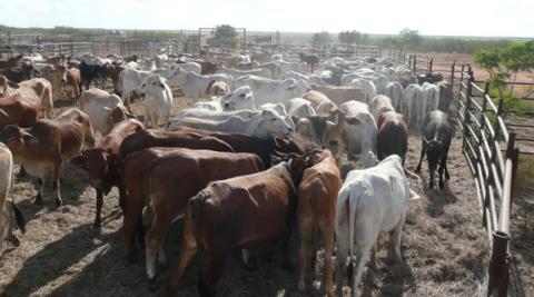 Wellard float gets away