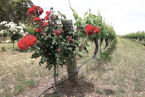 Green shoots trimmed by WET conditions