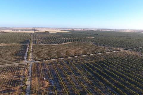 New sandalwood player to enter market