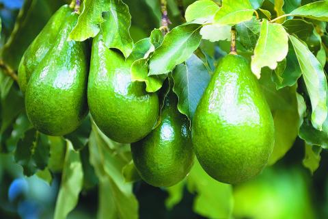 Tax schemes deliver cold, hard truths