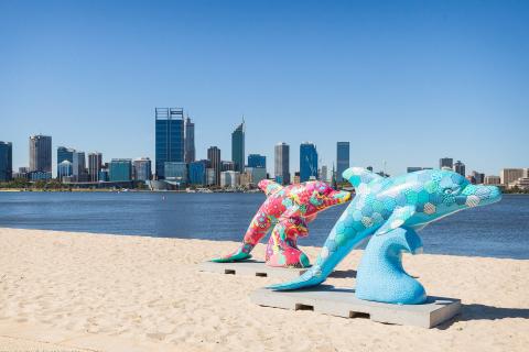 Dolphins dive for mental health