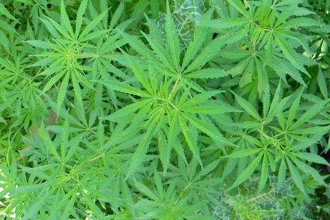 Court dismisses eSense case