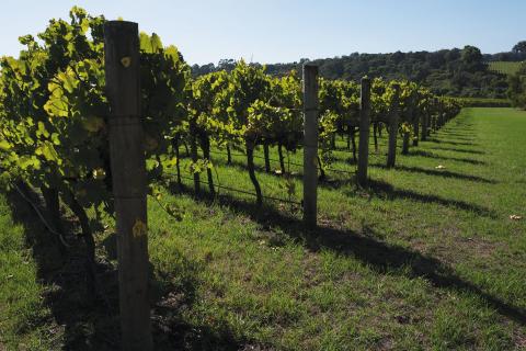 Aust wine exports to China pass $1bn