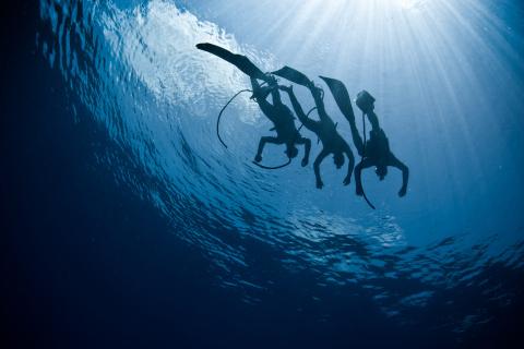 Shark deterrent developer launches IPO