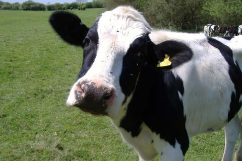 ACCC, milk producers at odds