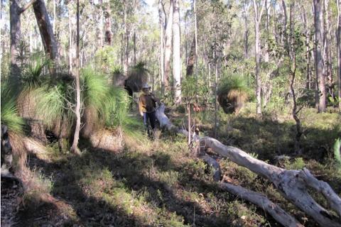 Metalicity gets a sniff of lithium near Greenbushes