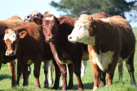 Tech, culture key in Asia