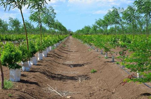 Mercer to acquire Santanol