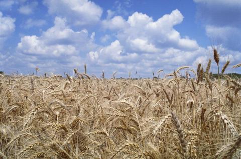 Asia hungry for wheat amid Australian drought
