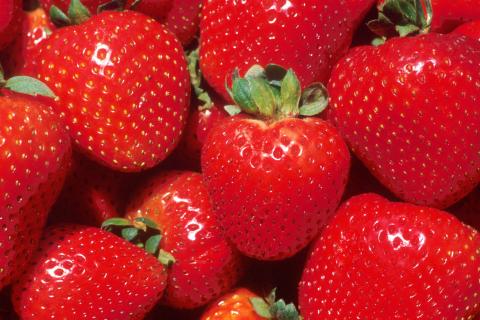 $100k reward for berry tampering information