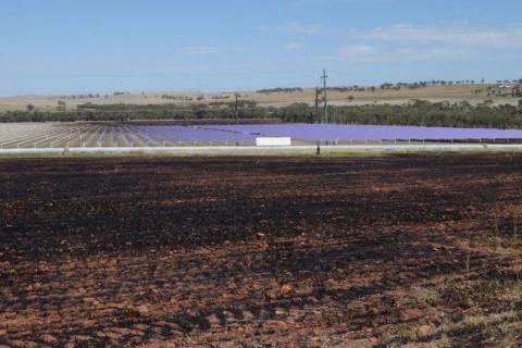 Carnegie cuts new Tag deal