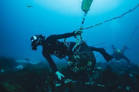 Abalone, Huon deals boost WA aquaculture
