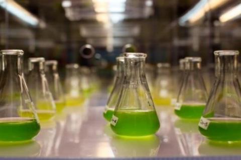 Affinity commercialises fifth algae feed product