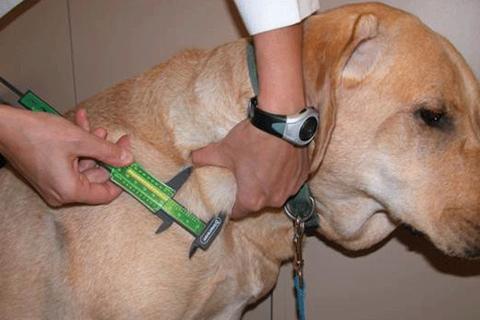 Early success for PharmAust’s cancer drug trial