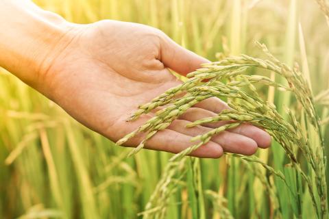 Australian Potash studying SOP benefits in WA