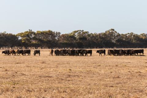 Forrests’ agribusiness profits surge