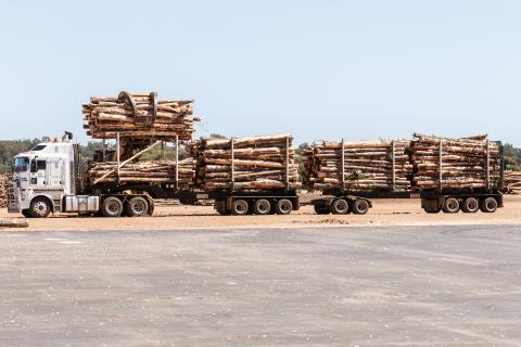 Collaborating to harvest forests’ value