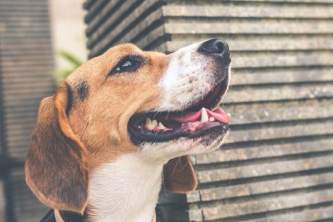 PharmAust cancer drug trials making good progress