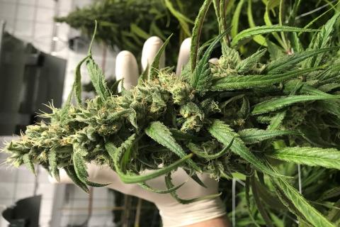 Perth company starts medicinal cannabis exports