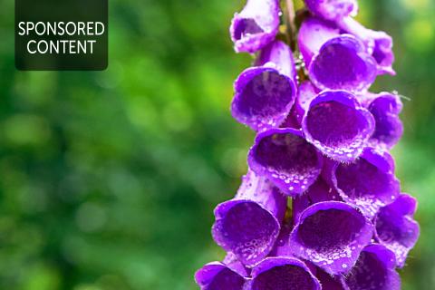 Foxgloves for the heart - Cardio health from the garden