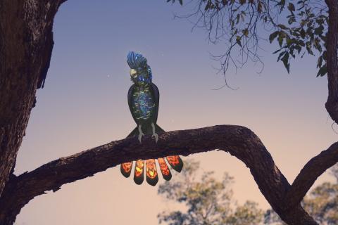 Noongar lullaby under the stars